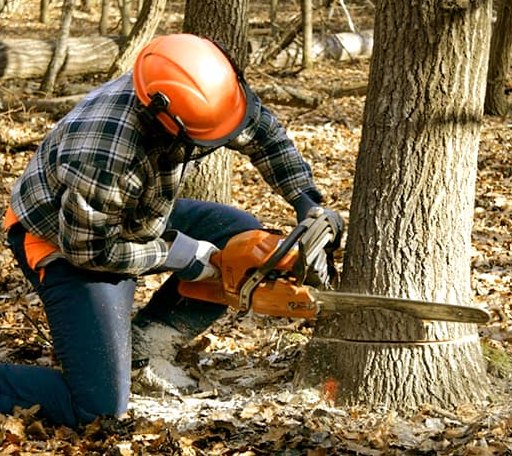 Tree Removal in Solomon, KS